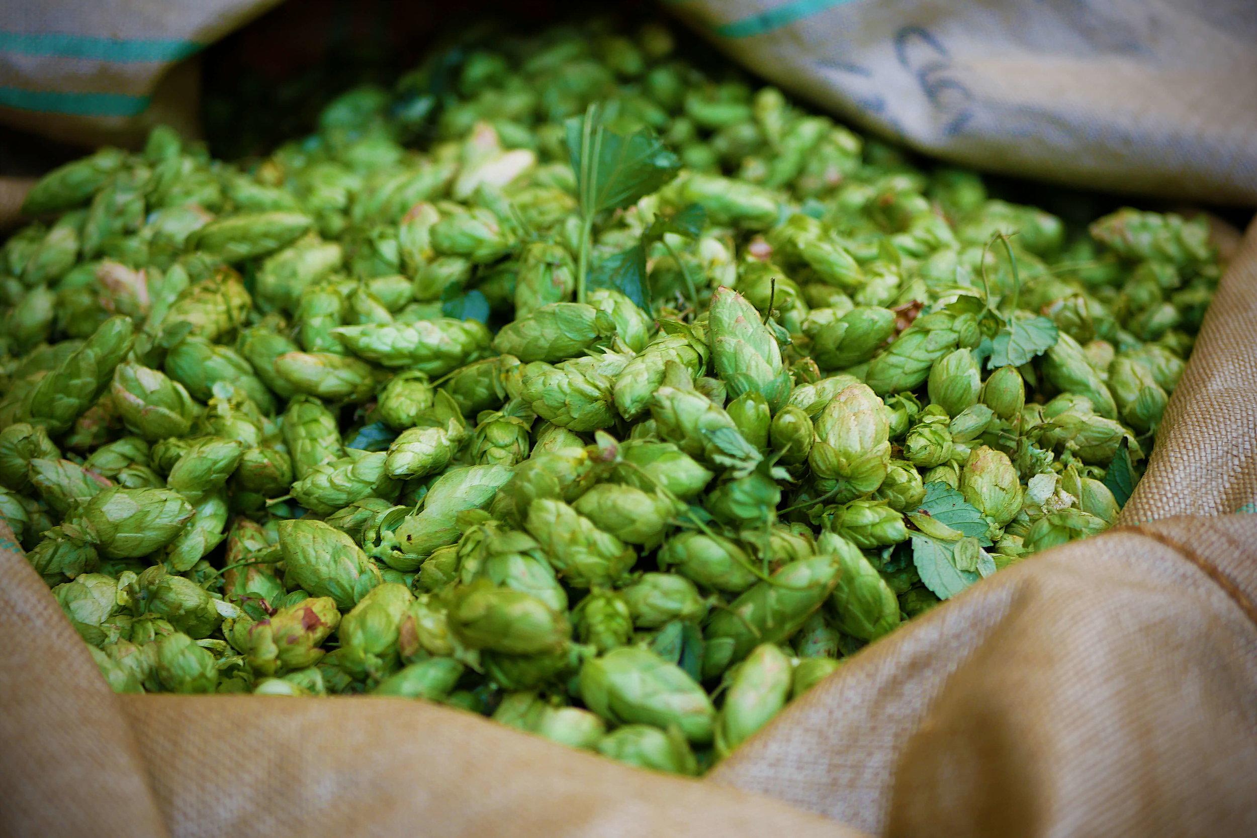 SGB Hop Harvest P1010490 Astra.jpg