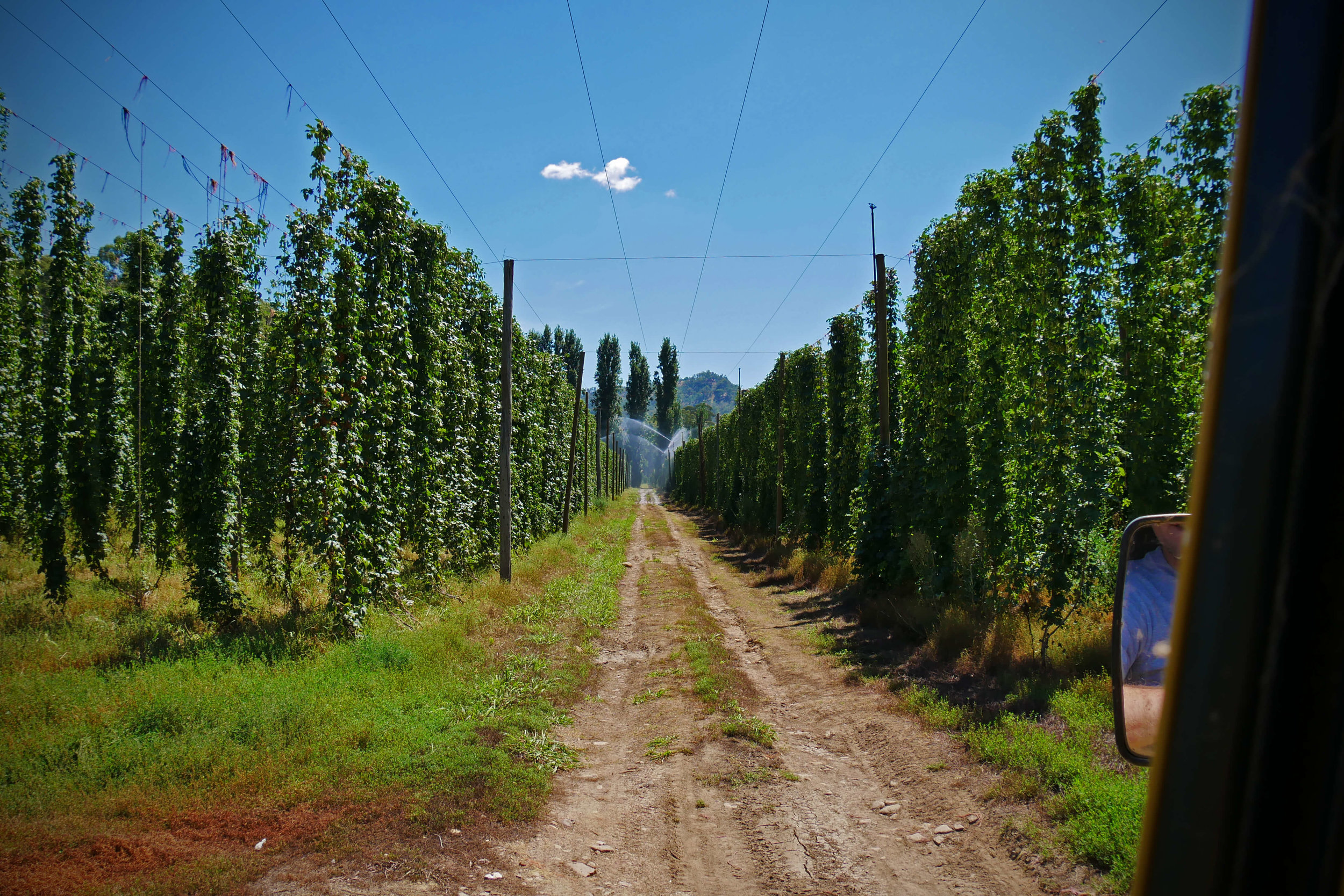 SGB Hop Harvest P1010484 Astra.jpg