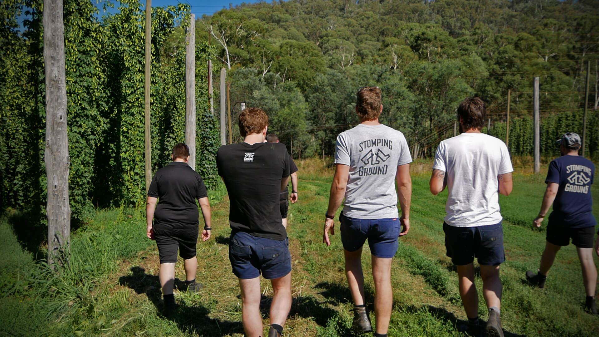 SGB Hop Harvest P1010274 Astra.jpg