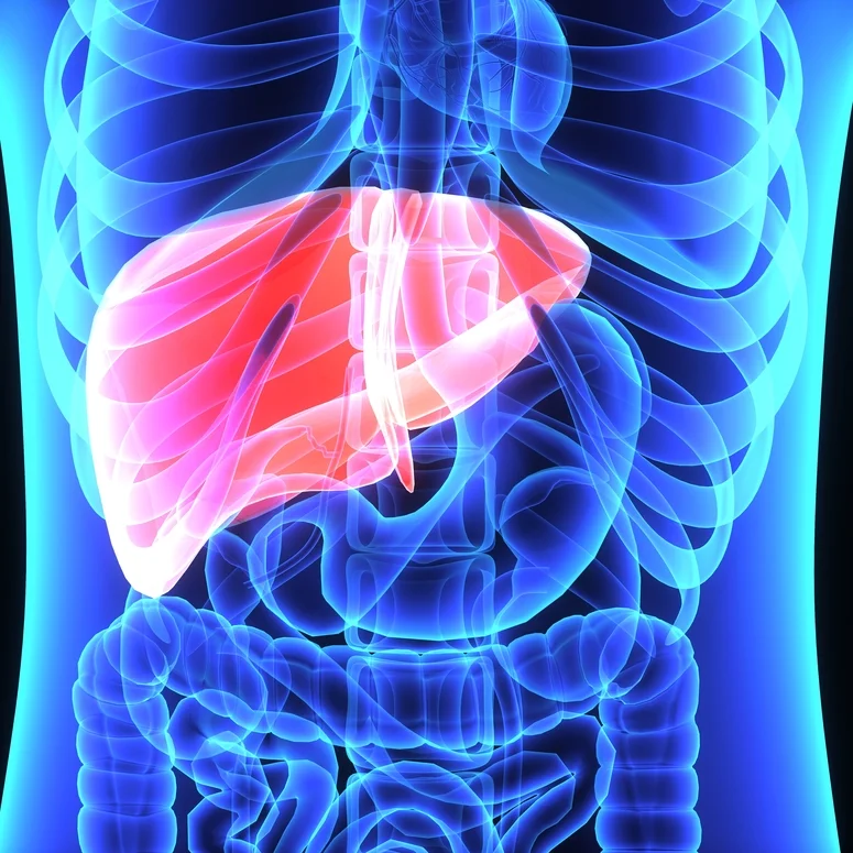 Liver.jpg
