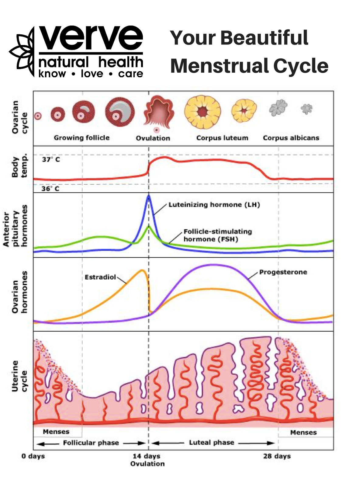 What is PeriMenopause? — Verve Natural Health
