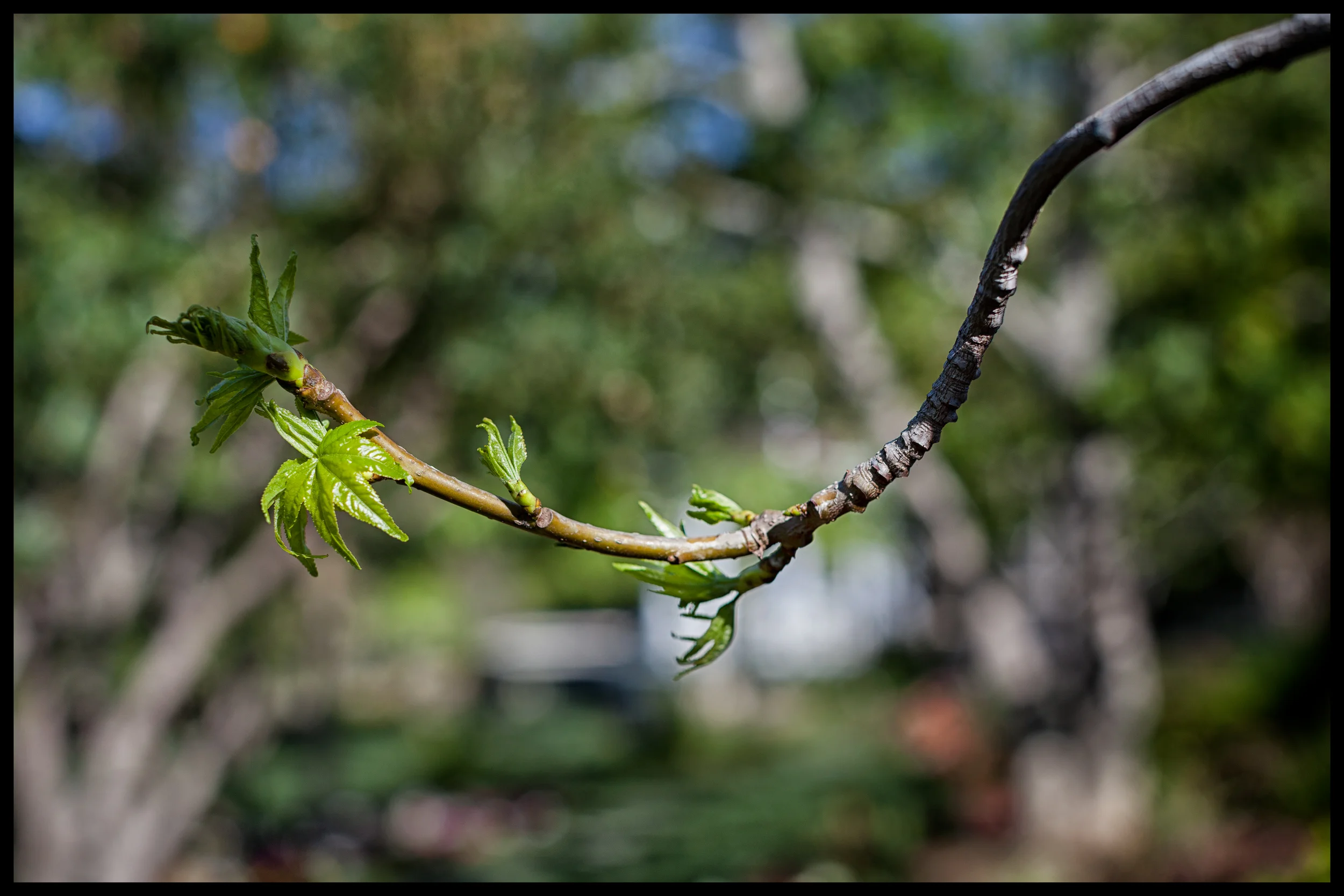 spring bloom58.jpg