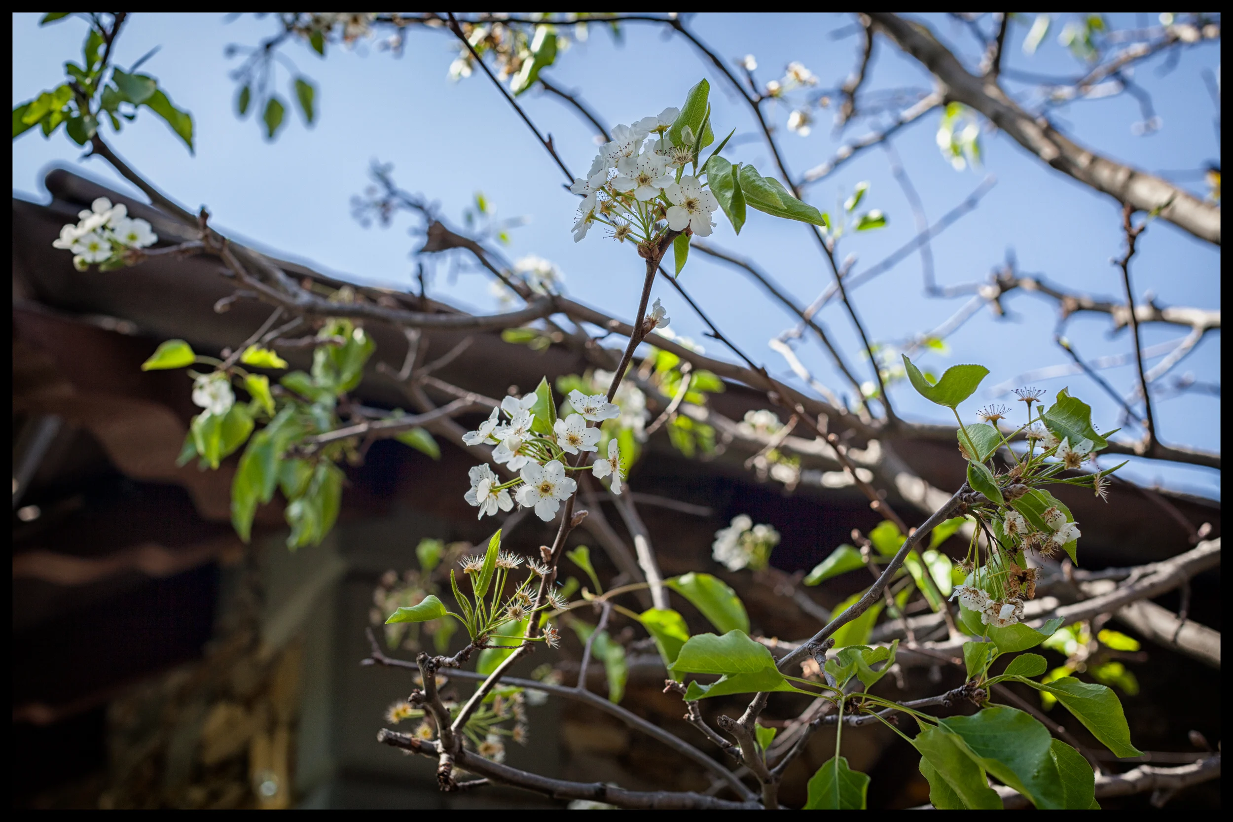 spring bloom138.jpg