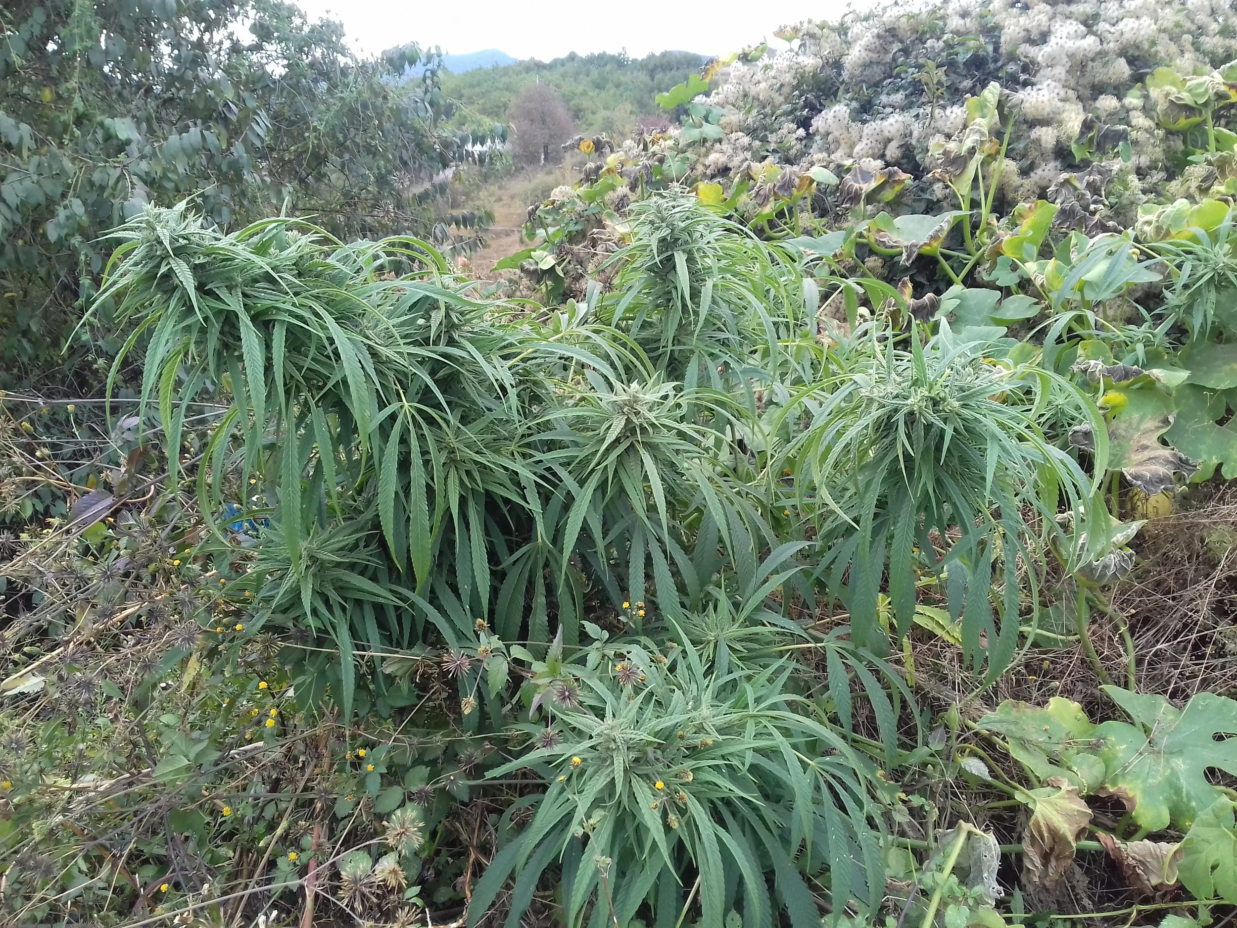 20181028_154135.jpg