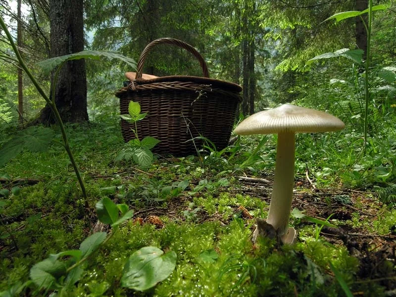 amanita-submembranacea-sappada.jpg