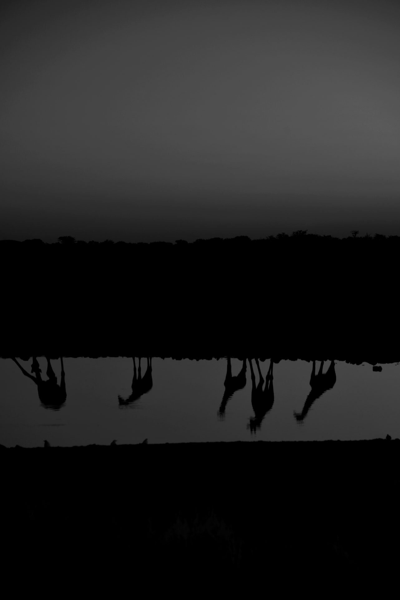 Giraffes_Waterhole_Etosha_Namibia_2018_HimrajSoin.jpg