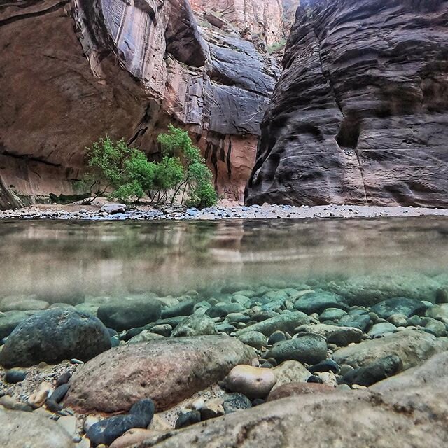 October 2019. Hiking &ldquo;The Narrows&rdquo;&mdash;the narrowest section of #Zion Canyon, in #Utah. With thousand foot walls all around us, we waded through this river for hours, often times only 20 feet wide&mdash;a great way to kickstart the morn