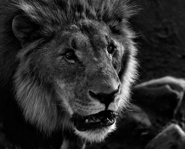 I swear he asked me to help him with his headshot portfolio. Not lion about it. #WorldAnimalDay #natgeostudentexpeditions @natgeoexpeditions