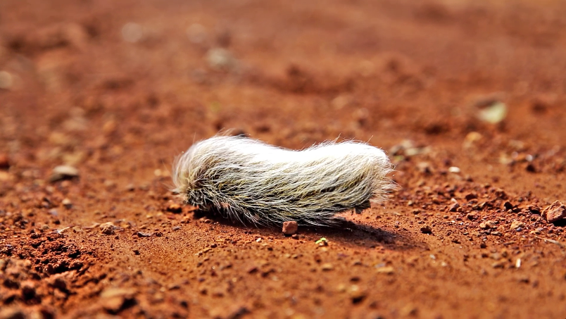 #209 HAIRY FELLA