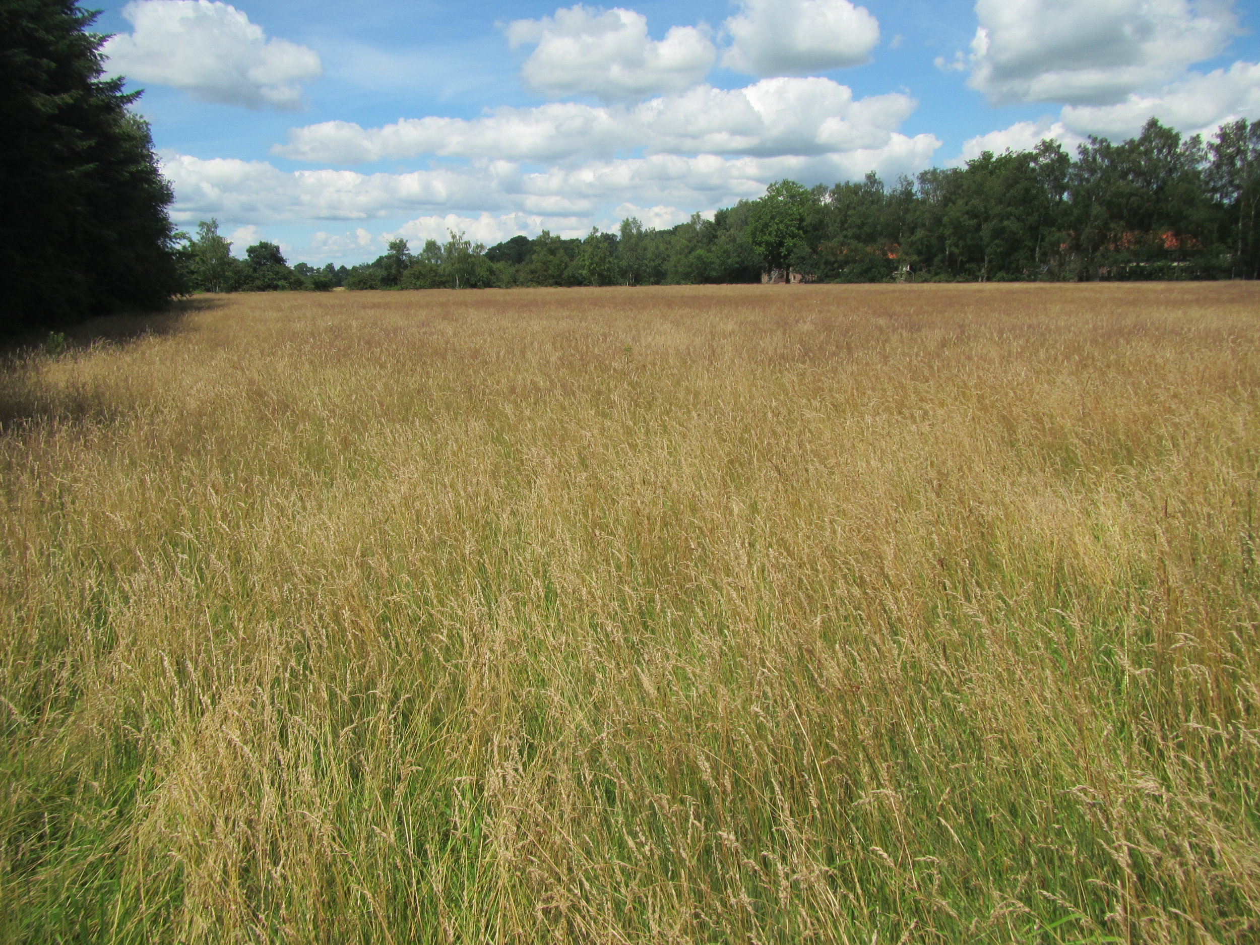 Inventarisatie en analyse hooilandbeheer in de provincie Utrecht