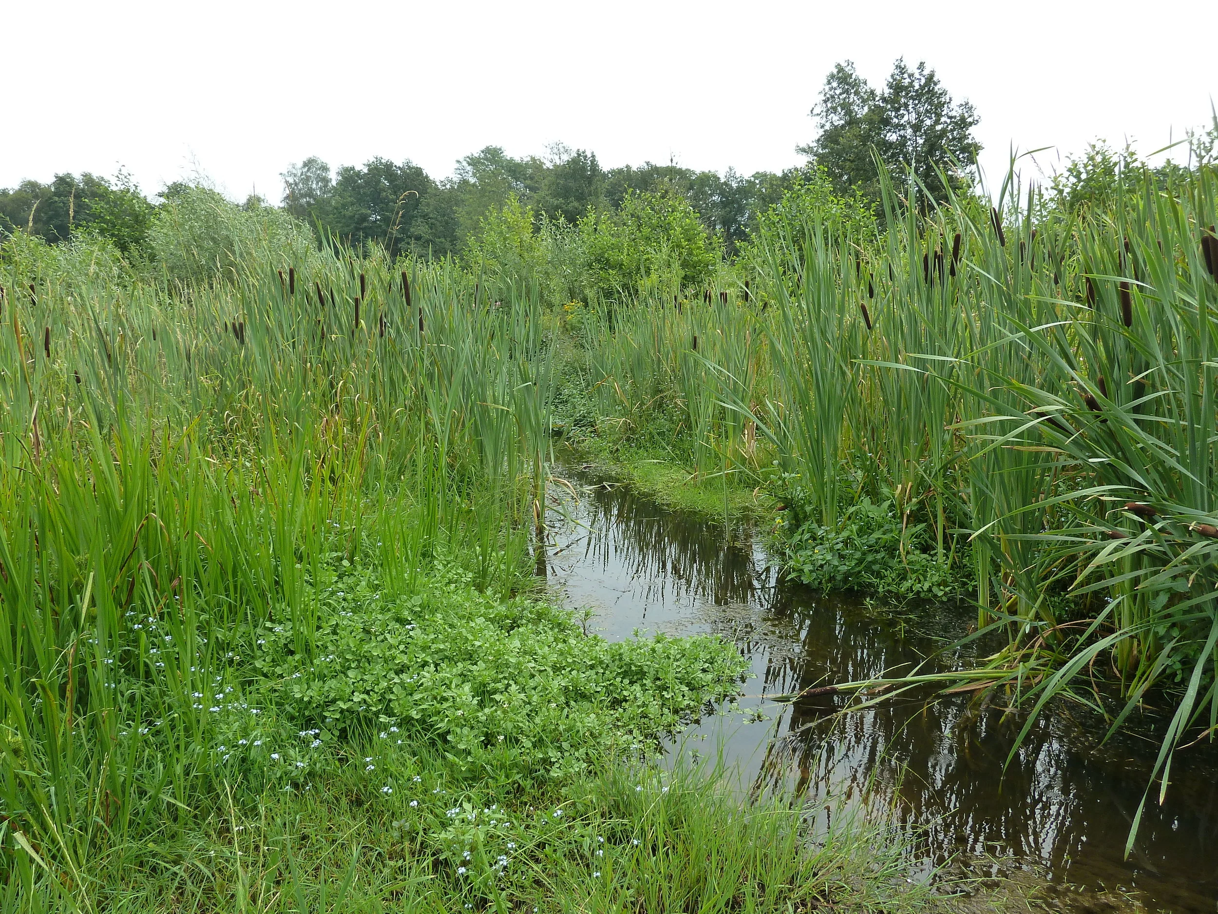 Dactylis ondersteunt Witteveen+Bos bij de landelijke evaluatie van de monitoring van de Kaderrichtlijn Water (KRW)
