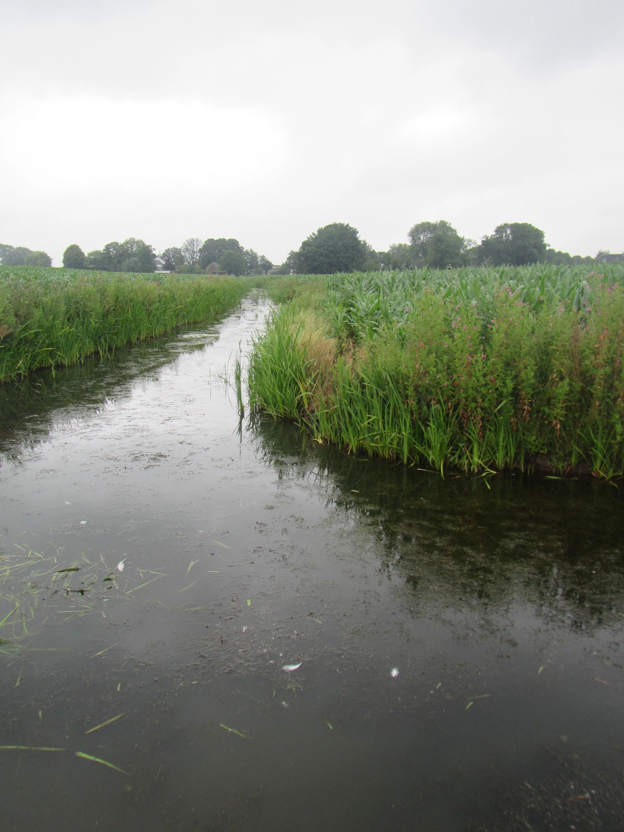 Inventarisaties KRW lijnvormige wateren