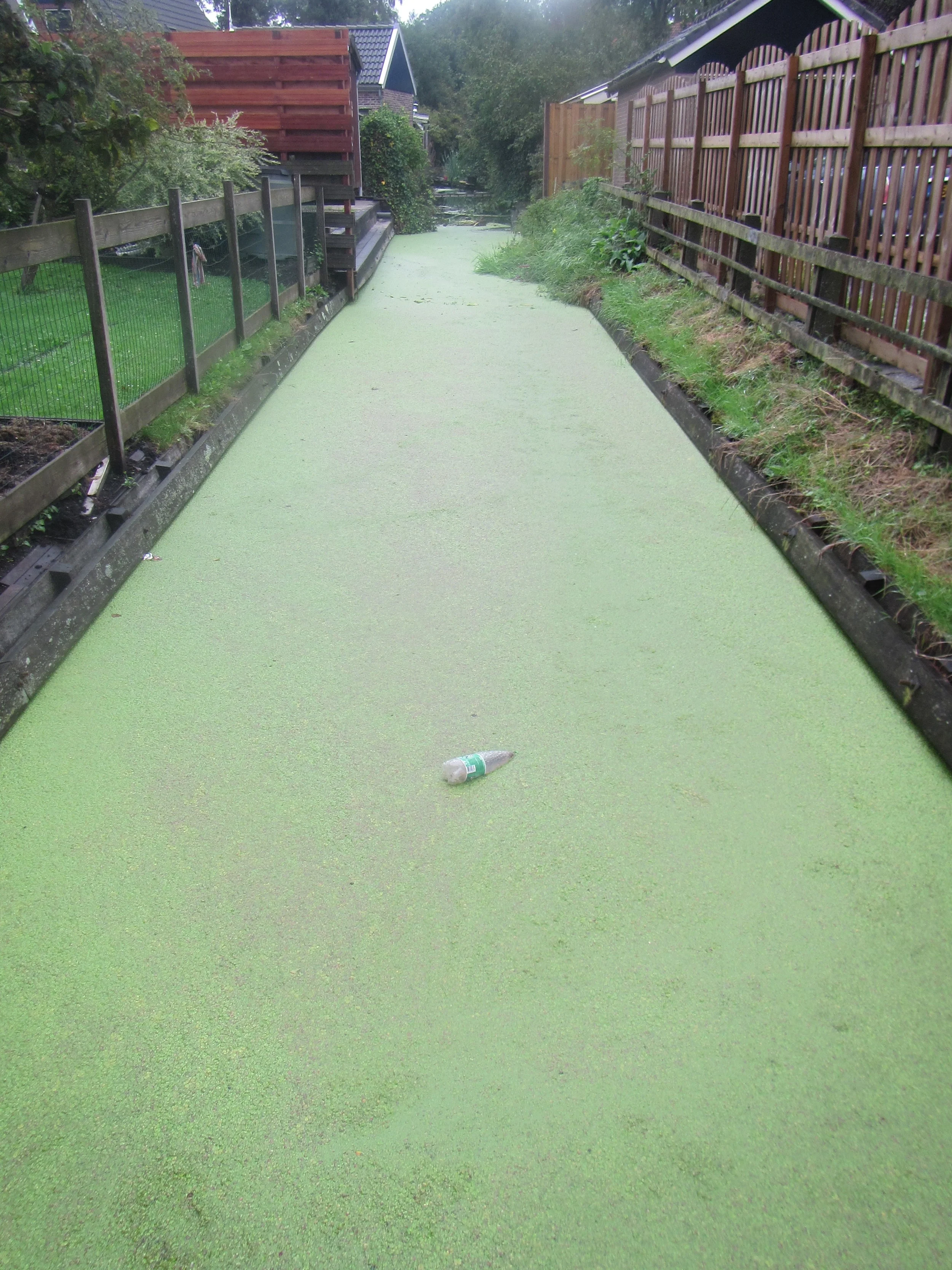 Dactylis ondersteunt Witteveen+Bos