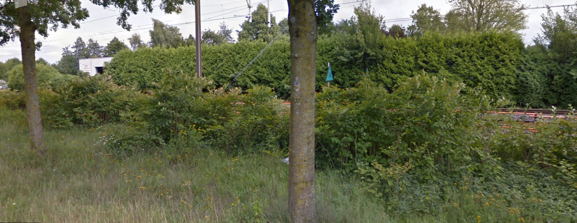 Plan van aanpak voor onderzoek naar bestrijding Japanse duizendknoop voor ProRail