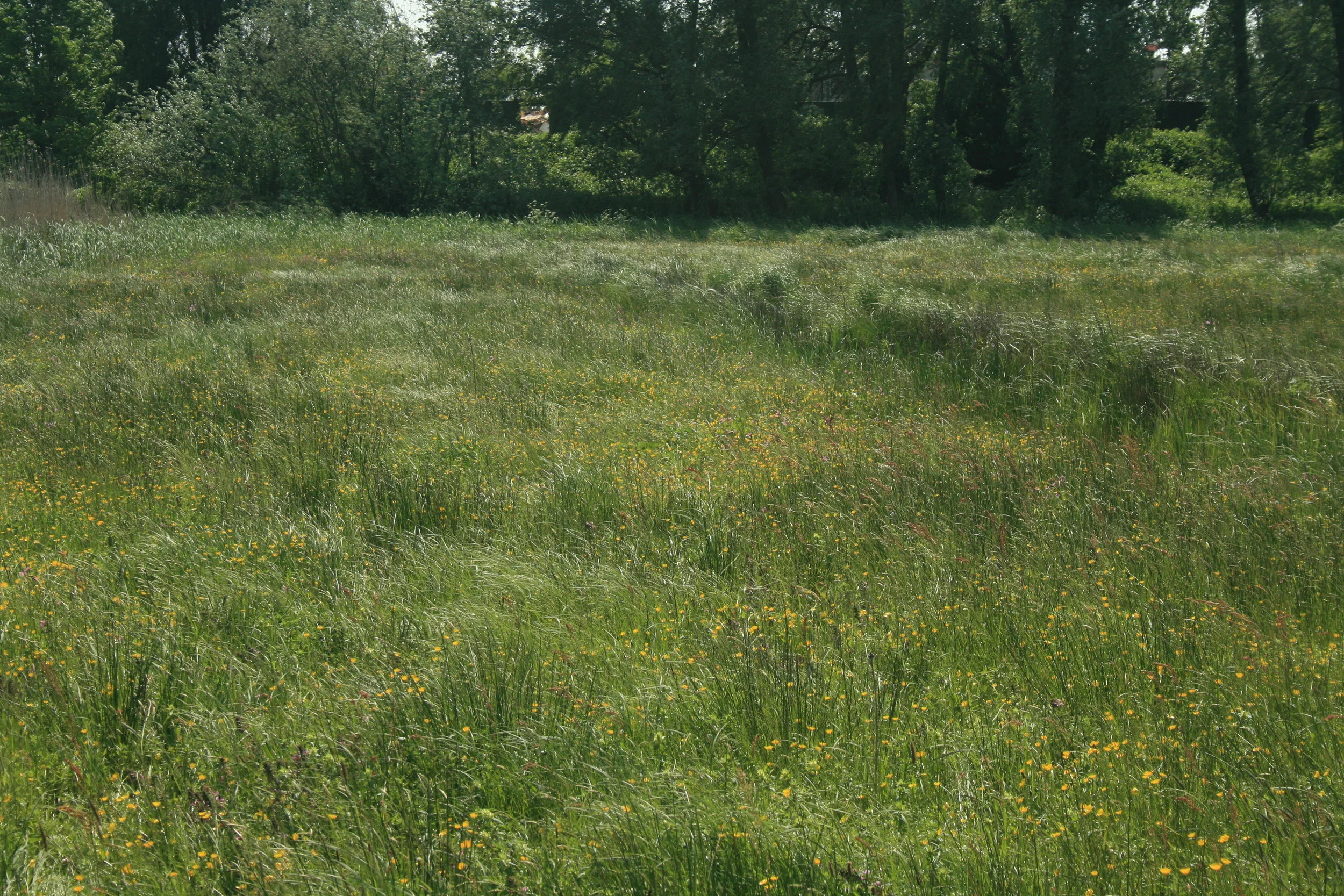 Inventarisaties plantenmeetnet provincie Noord-Brabant