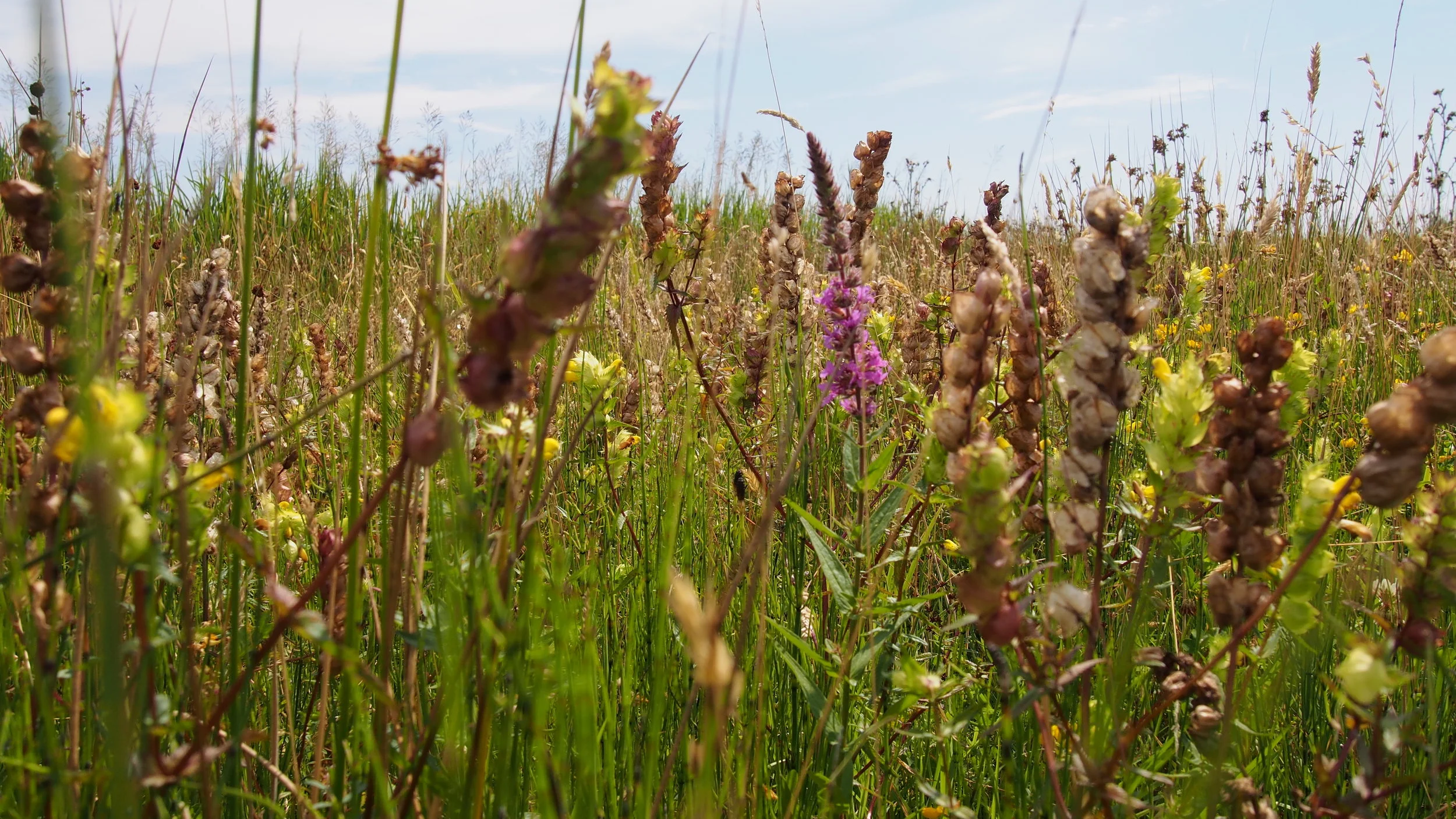 KRW-toetsing macrofyten en fytobenthos voor Waterschap Drents Overijsselse Delta