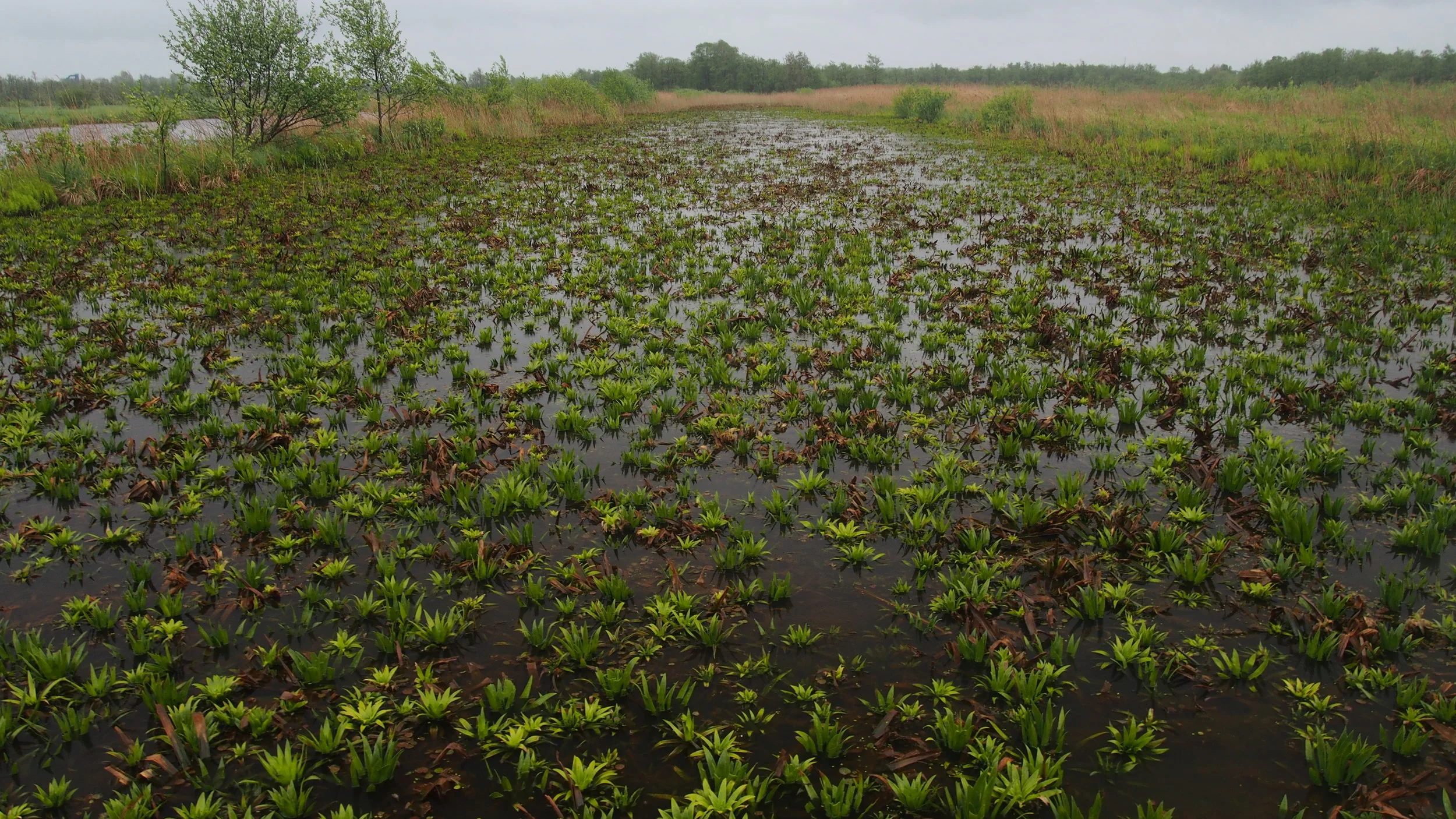 Vegetatiekartering in 'De Wieden' en 'De Weerribben'