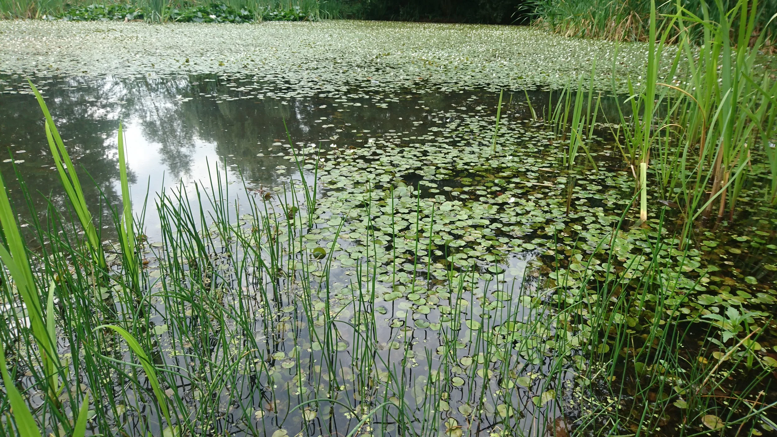 ESF-factsheets Waterschap Drents Overijsselse Delta