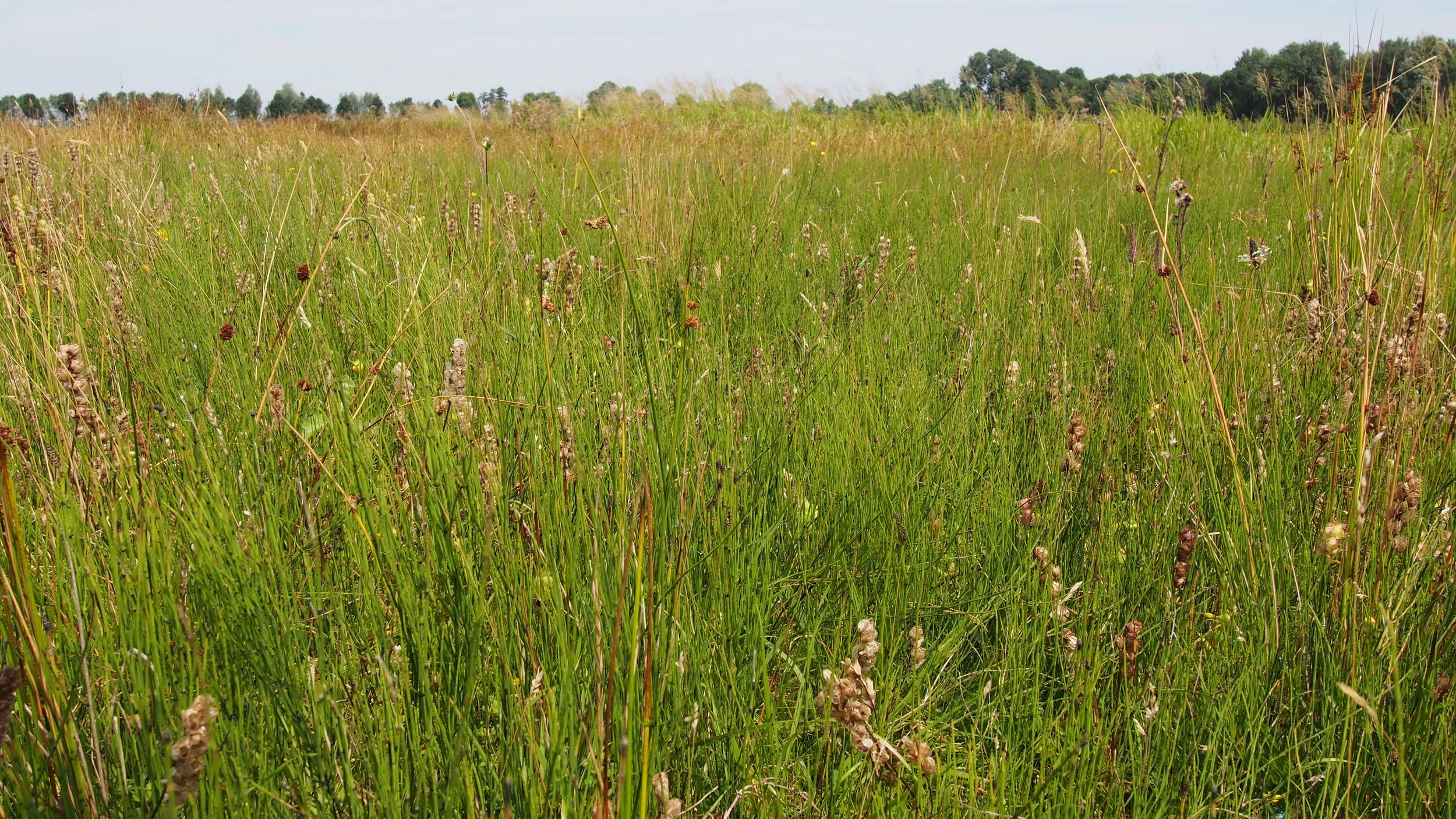 Projecten voor Staatsbosbeheer 2019