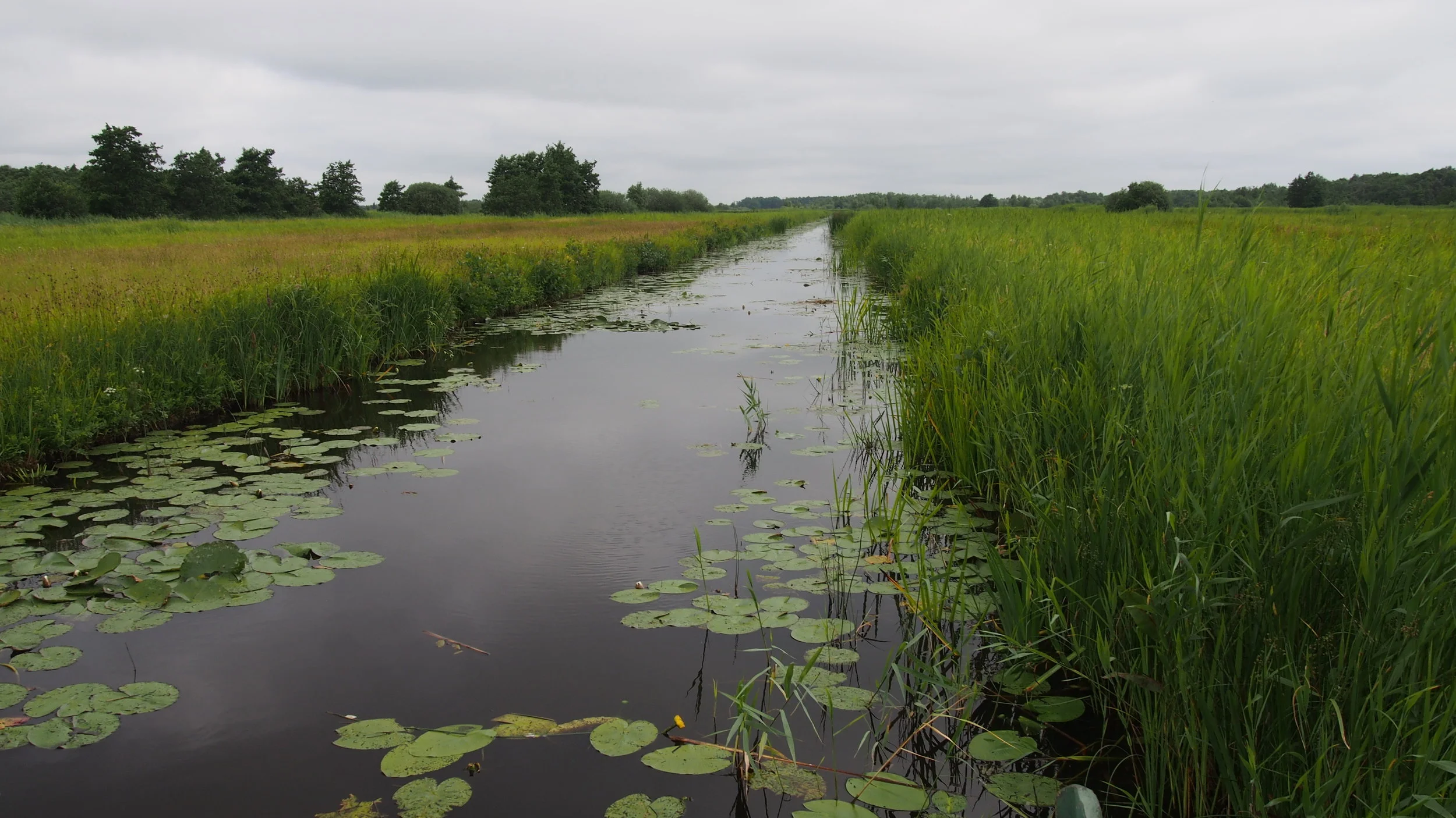 Artikel over de quickscan ESF´s voor Waterschap Drents Overijsselse Delta