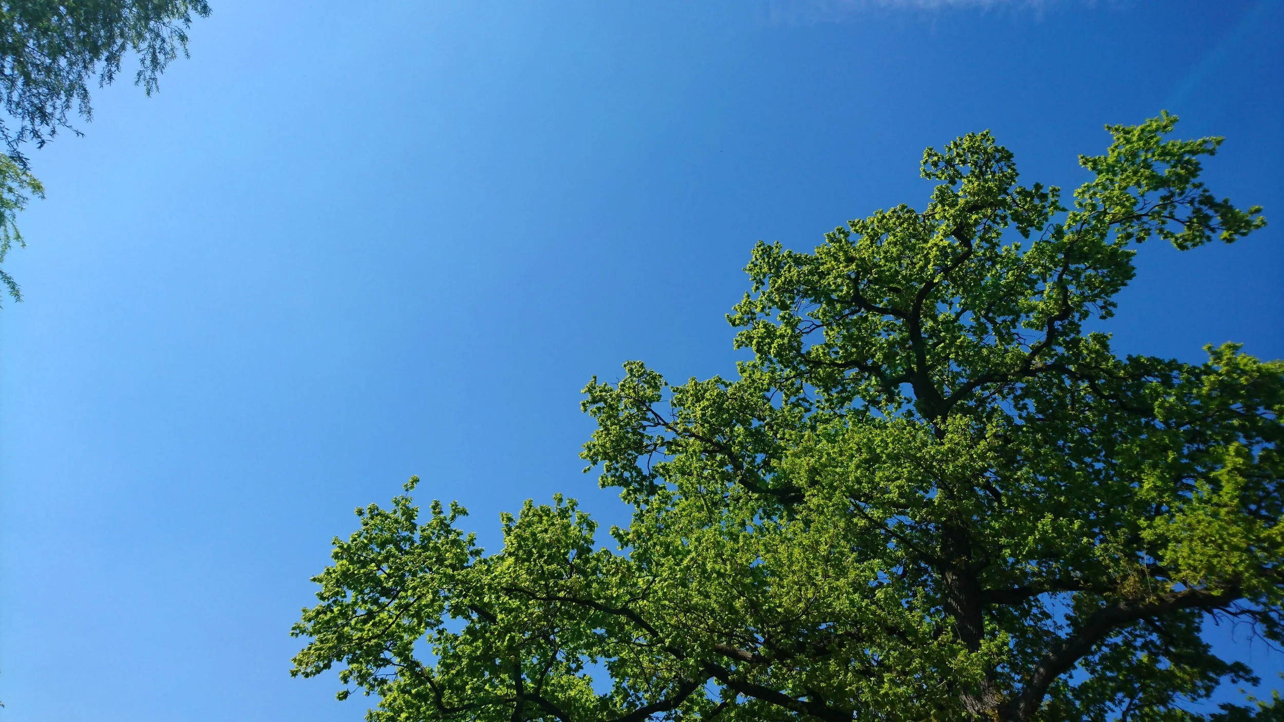 Stagiaires bij Dactylis