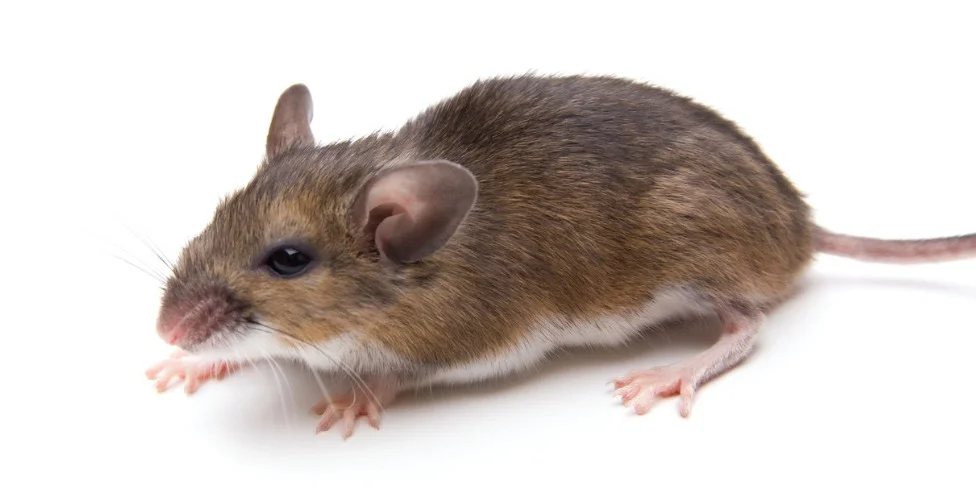 White_Footed_Mouse.jpg