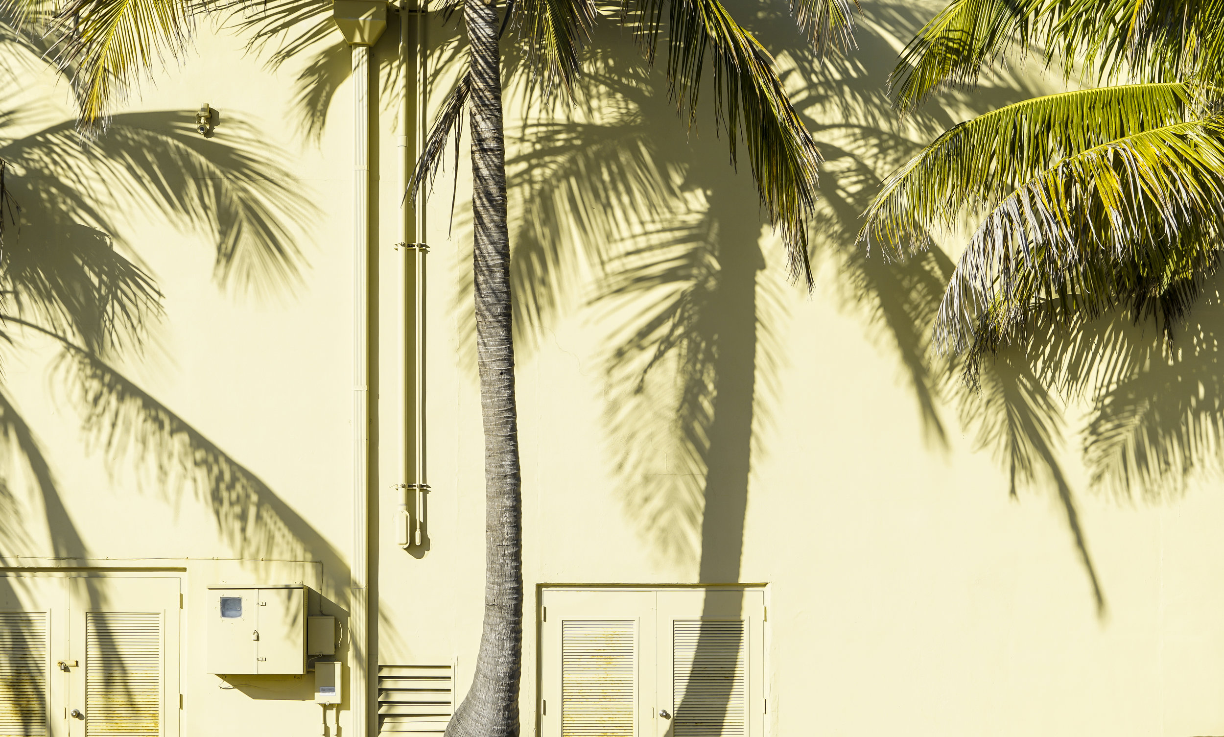 Palm Shadow_4.jpg