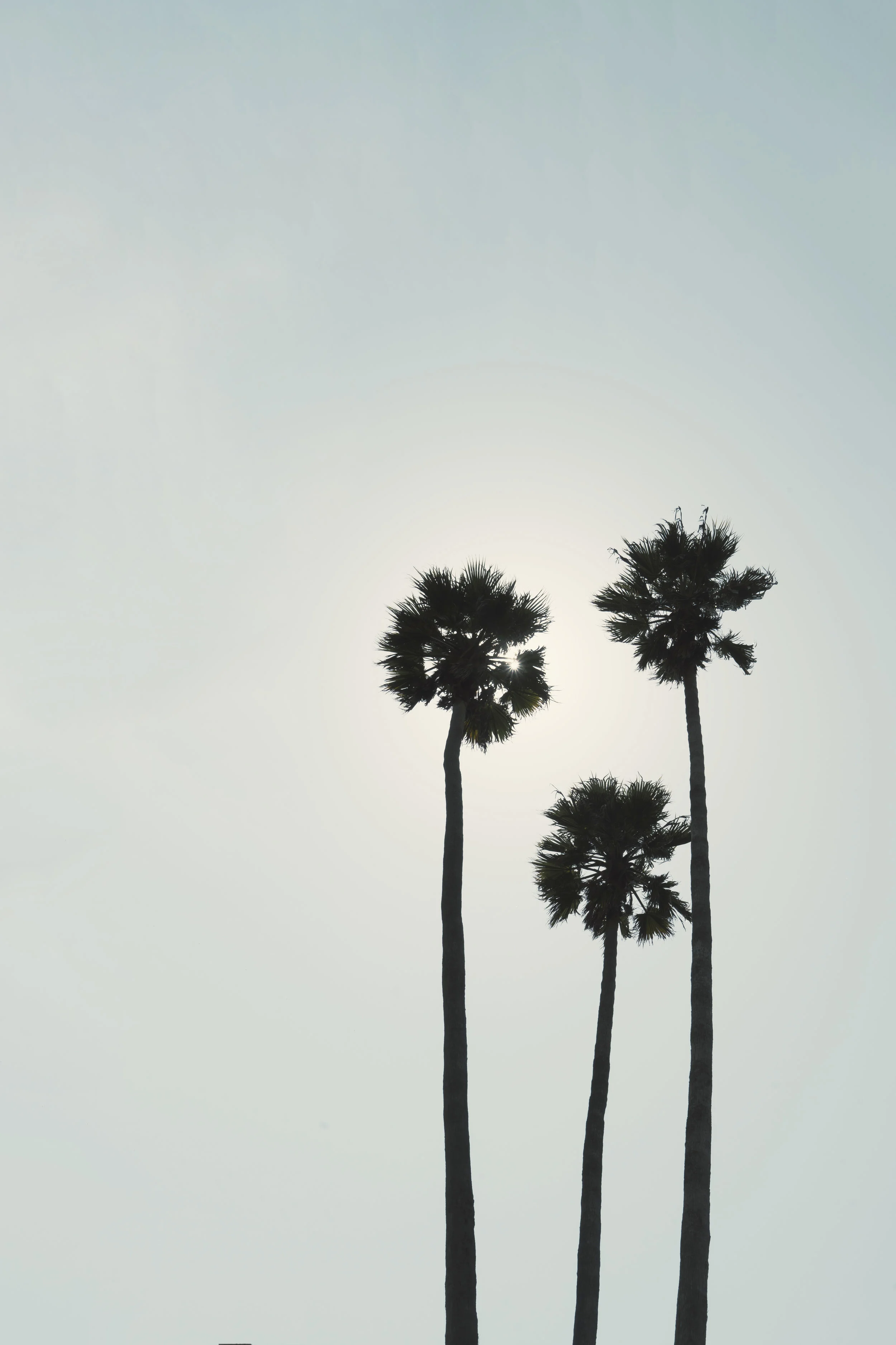 Three Palms.jpg