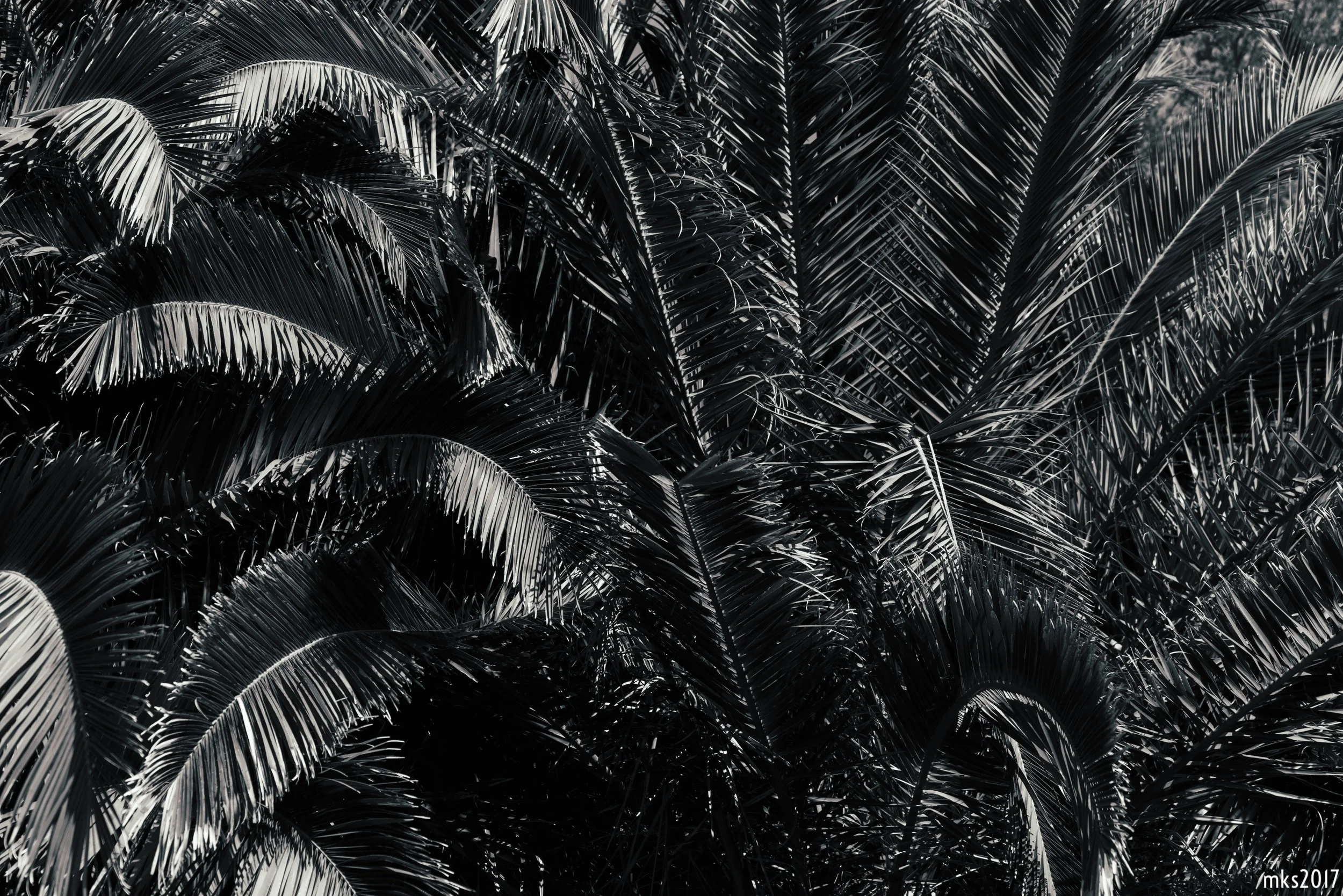 Palm Leaves bnw.jpg