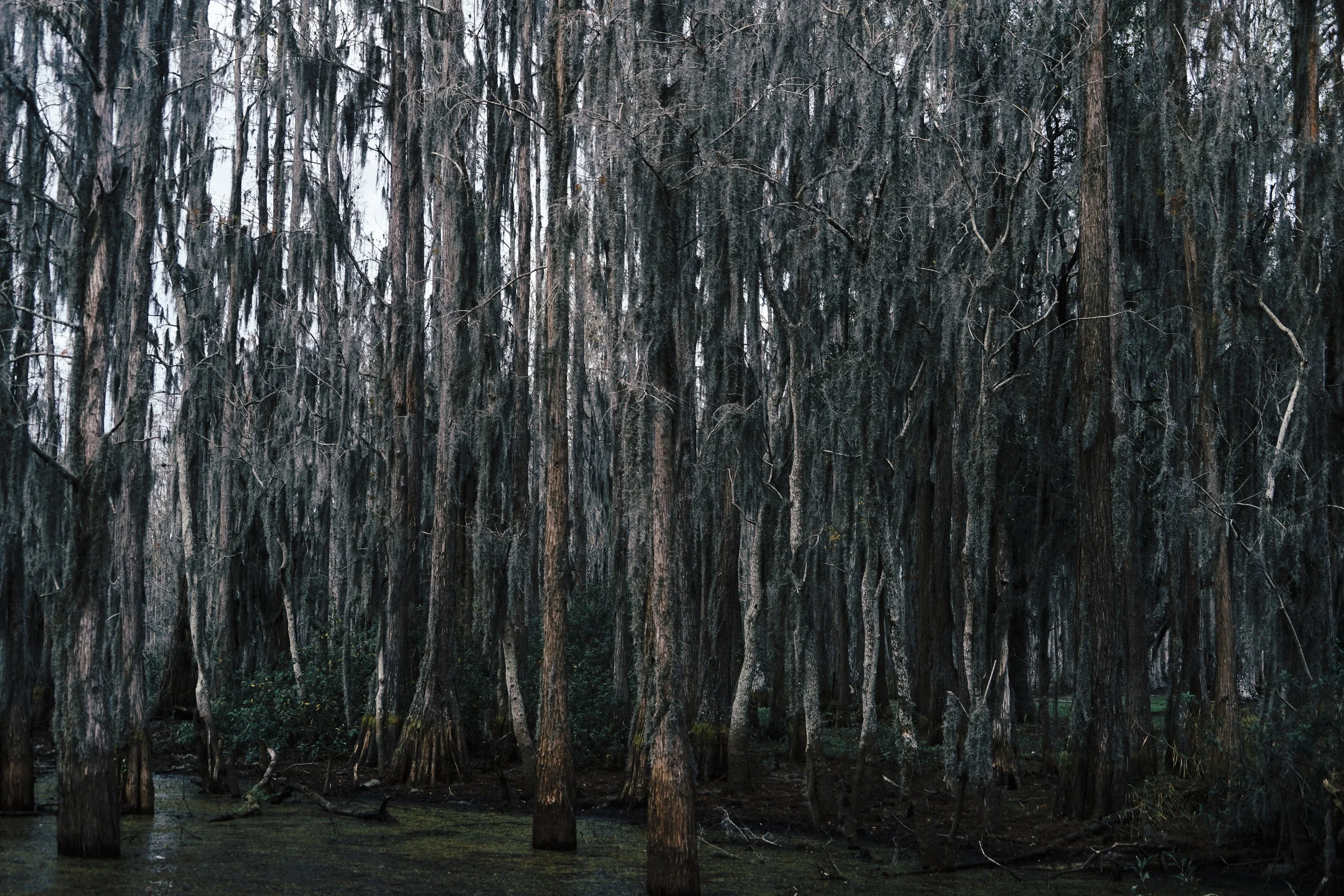 Spanish Moss.jpg