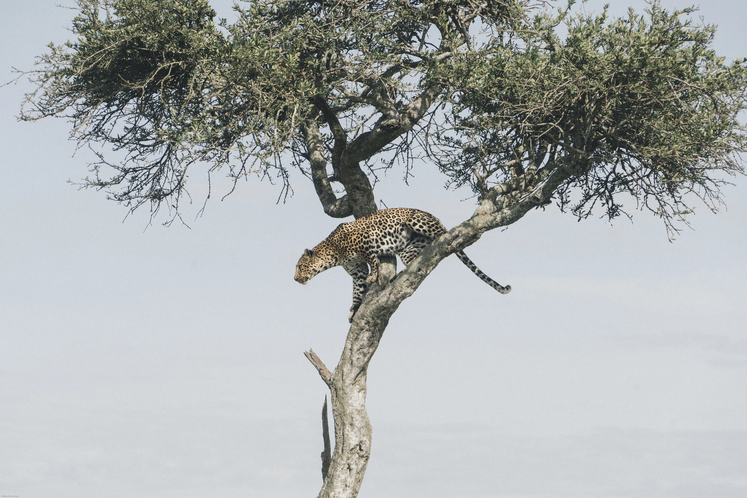 LEOPARD 01.jpg