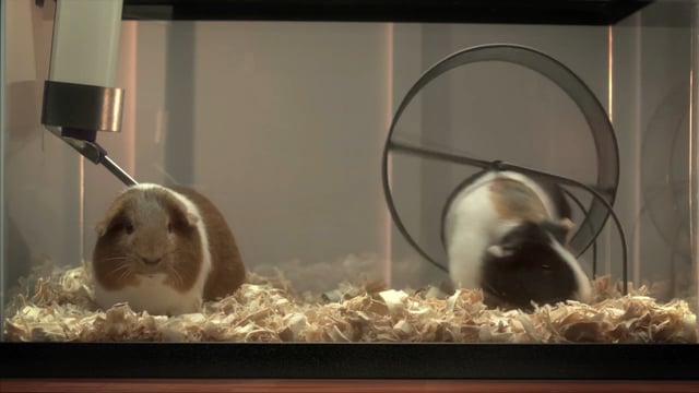AT&T Digital Life - Pets Talking