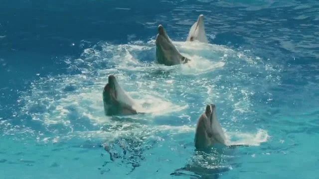 Quilted Northern is Not Dolphins