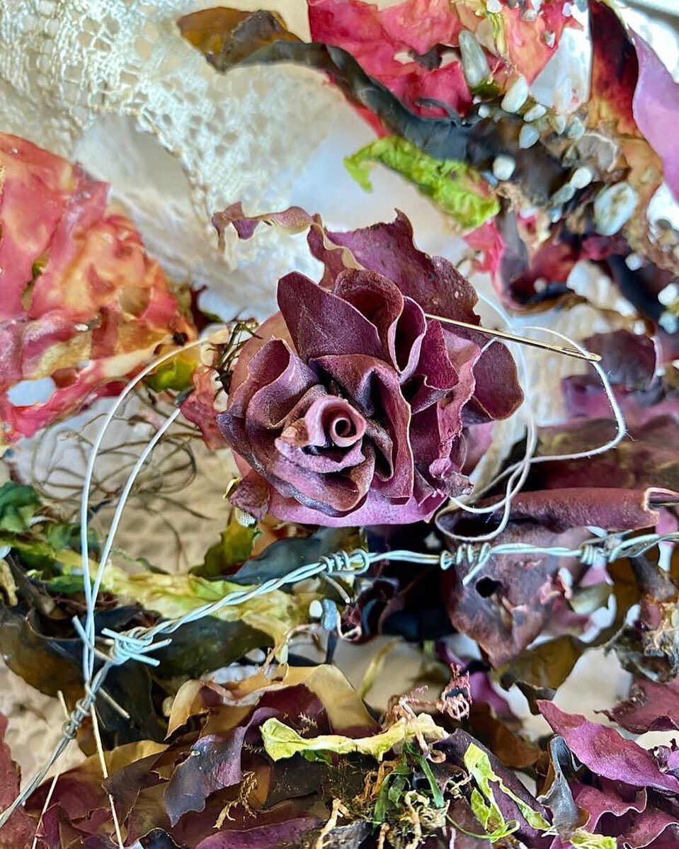 LOOK at the colour of that seaweed. Pretty. I&rsquo;m making roses from seaweed again today (incase you wondered). Stitching and swimming will hopefully cure this monster hangover... 
#beachfinds #marinelife #roses #beachlife #bythesea #shesewsseashe