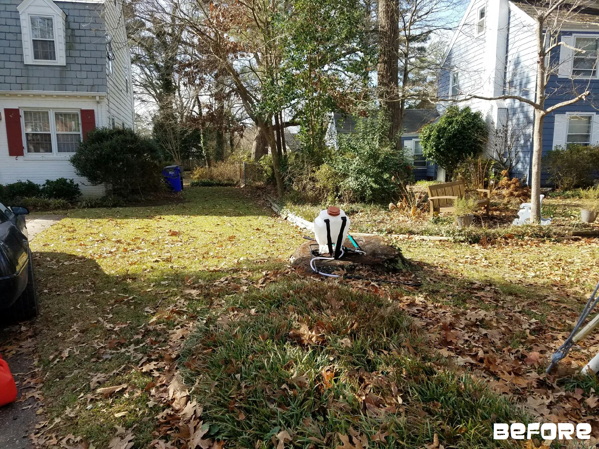 Leaf Detail - Norfolk, VA