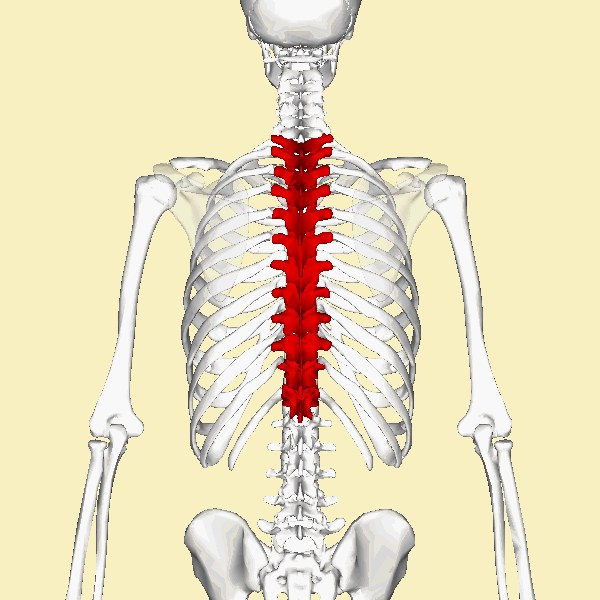 Thoracic_vertebrae_animation.gif