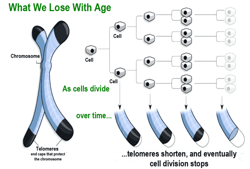 telomere-what-we-lose-with-age.gif