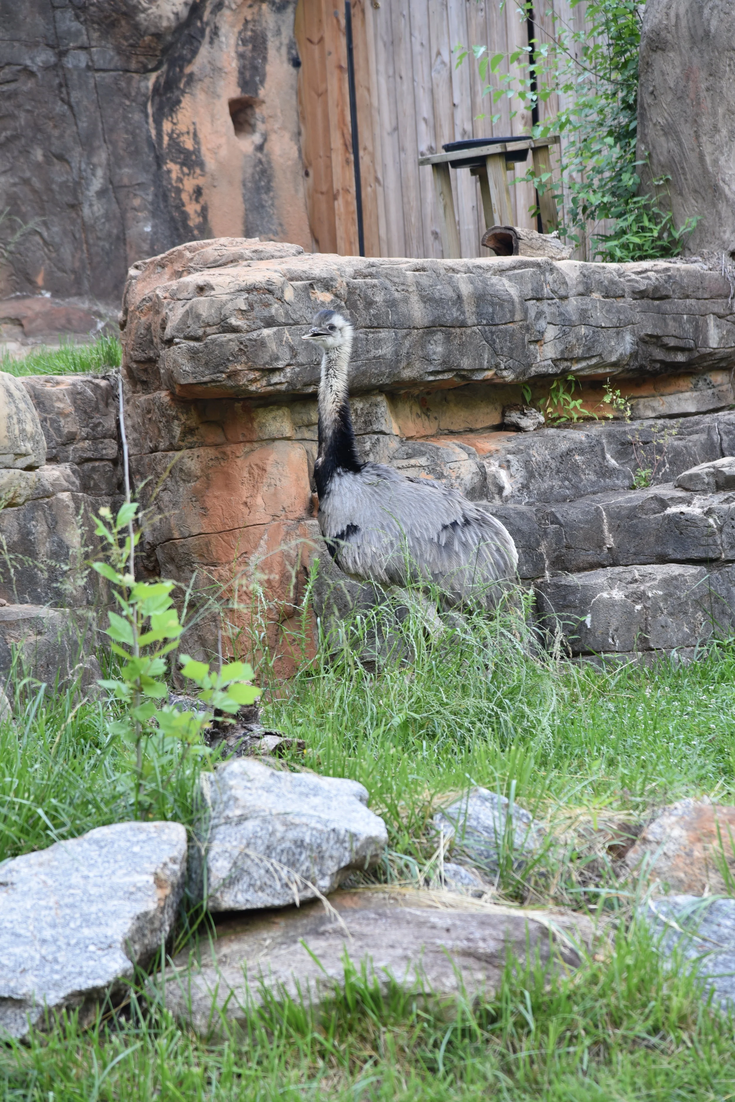 DSC_0701.JPG
