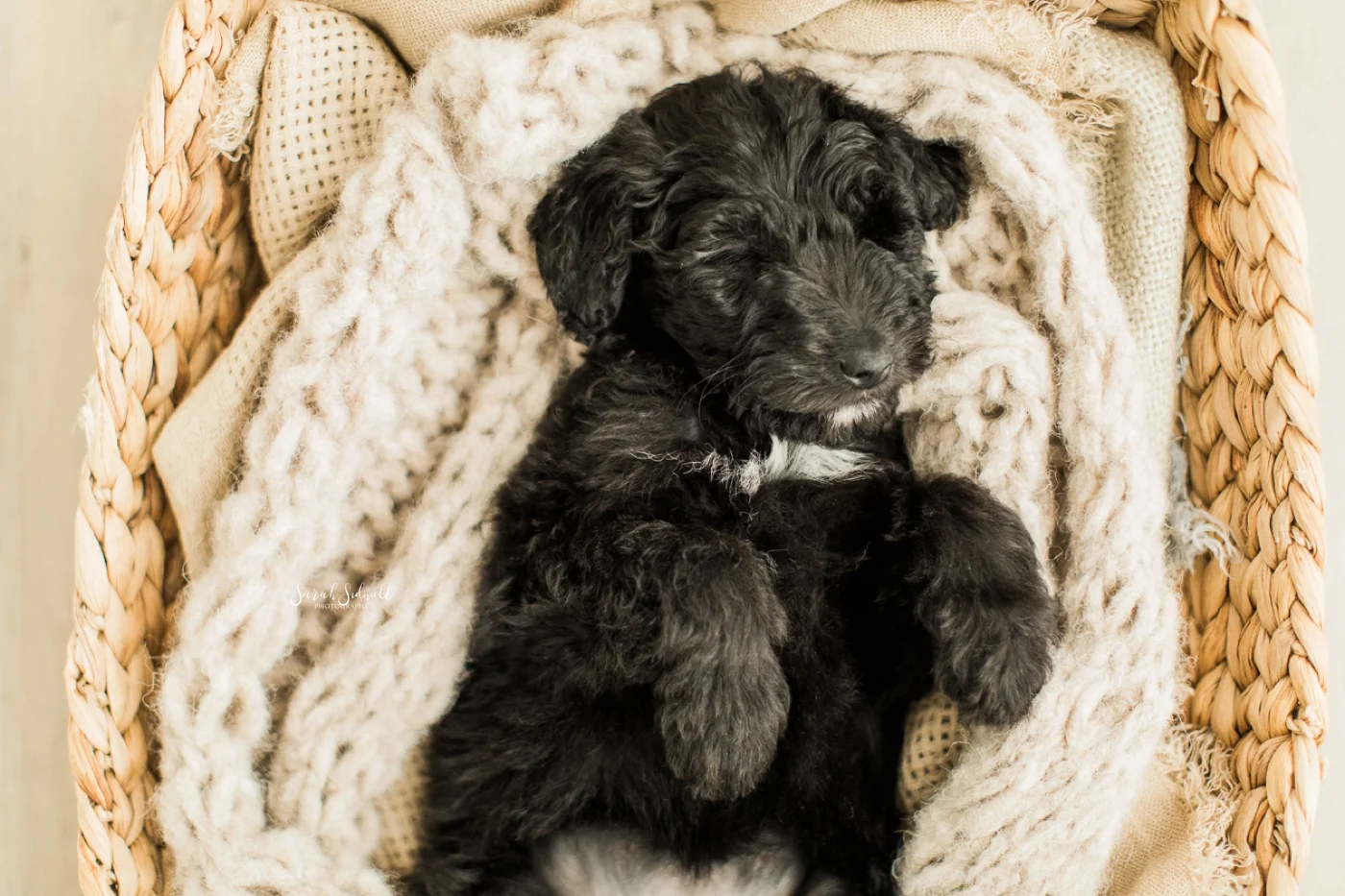 Newborn Puppy Session | Sarah Sidwell Photography
