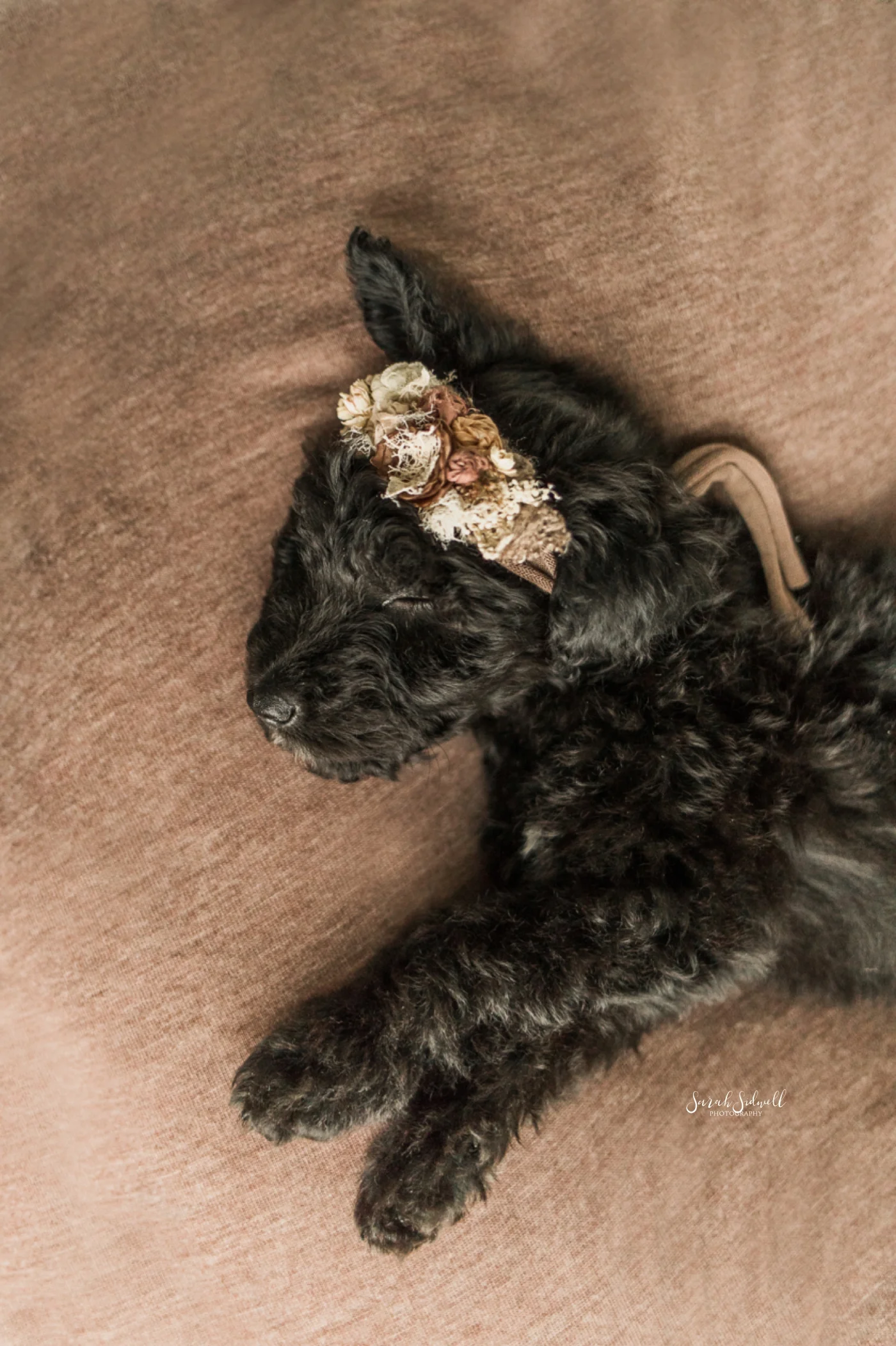 Newborn Puppy Session | Sarah Sidwell Photography