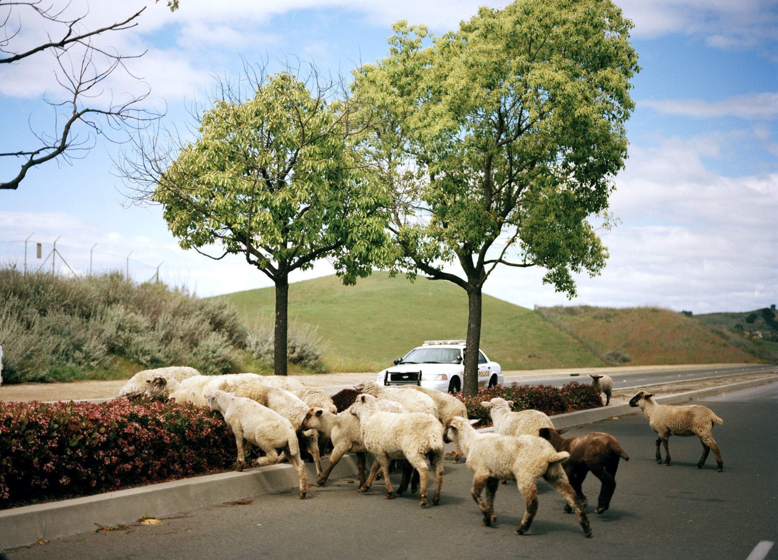   Utopia is an observation of the suburban neighborhoods I was raised in on the edge of Los Angeles County.  