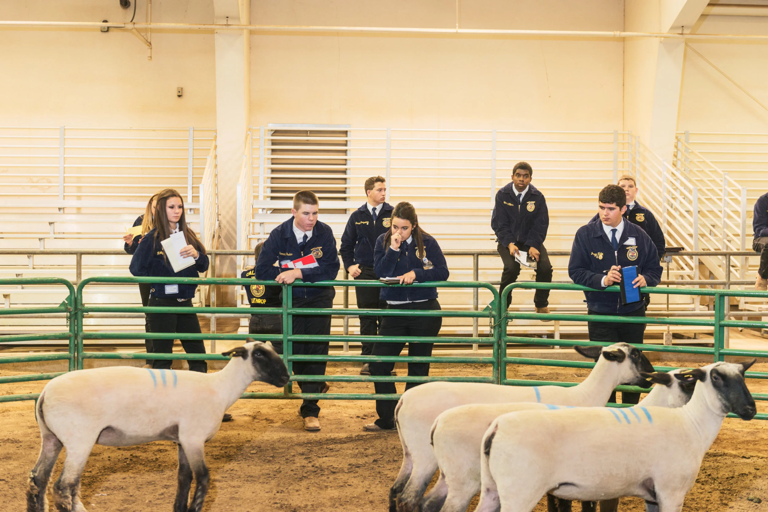 The California Future Farmers of America is trying to bring in more Latino students into the program, with hopes developing an interest in careers in agriculture, as half of all farm laborers and operators in the U.S. are Hispanic. I photographed the 2015 California FFA state championship at Fresno State University for Bright, Medium's education platform.