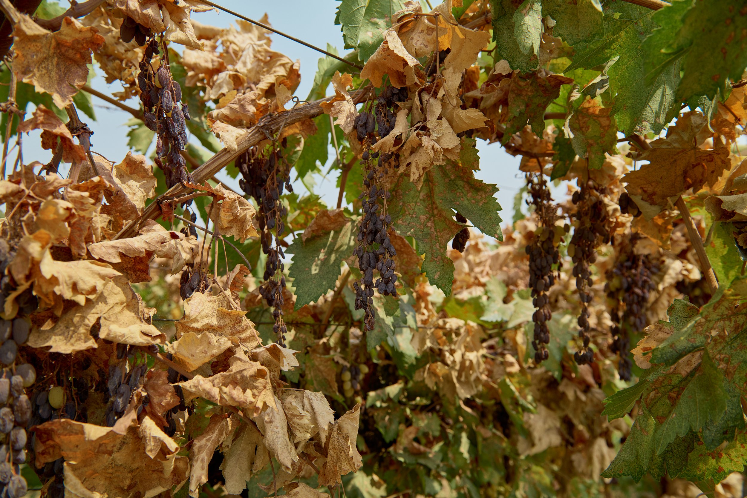 Dried on the vine raisin orchard in Terra Bella
