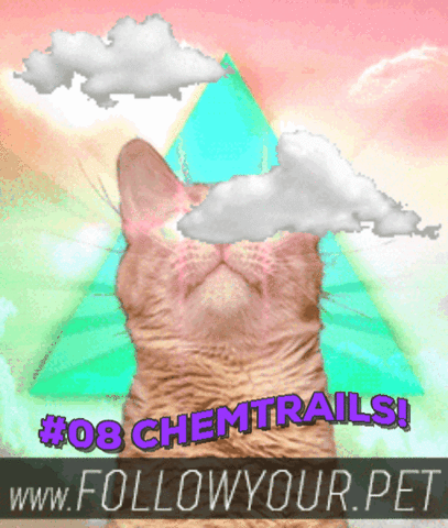 Obey Your Cute, Furry Masters: the Populism of Cat GIFs