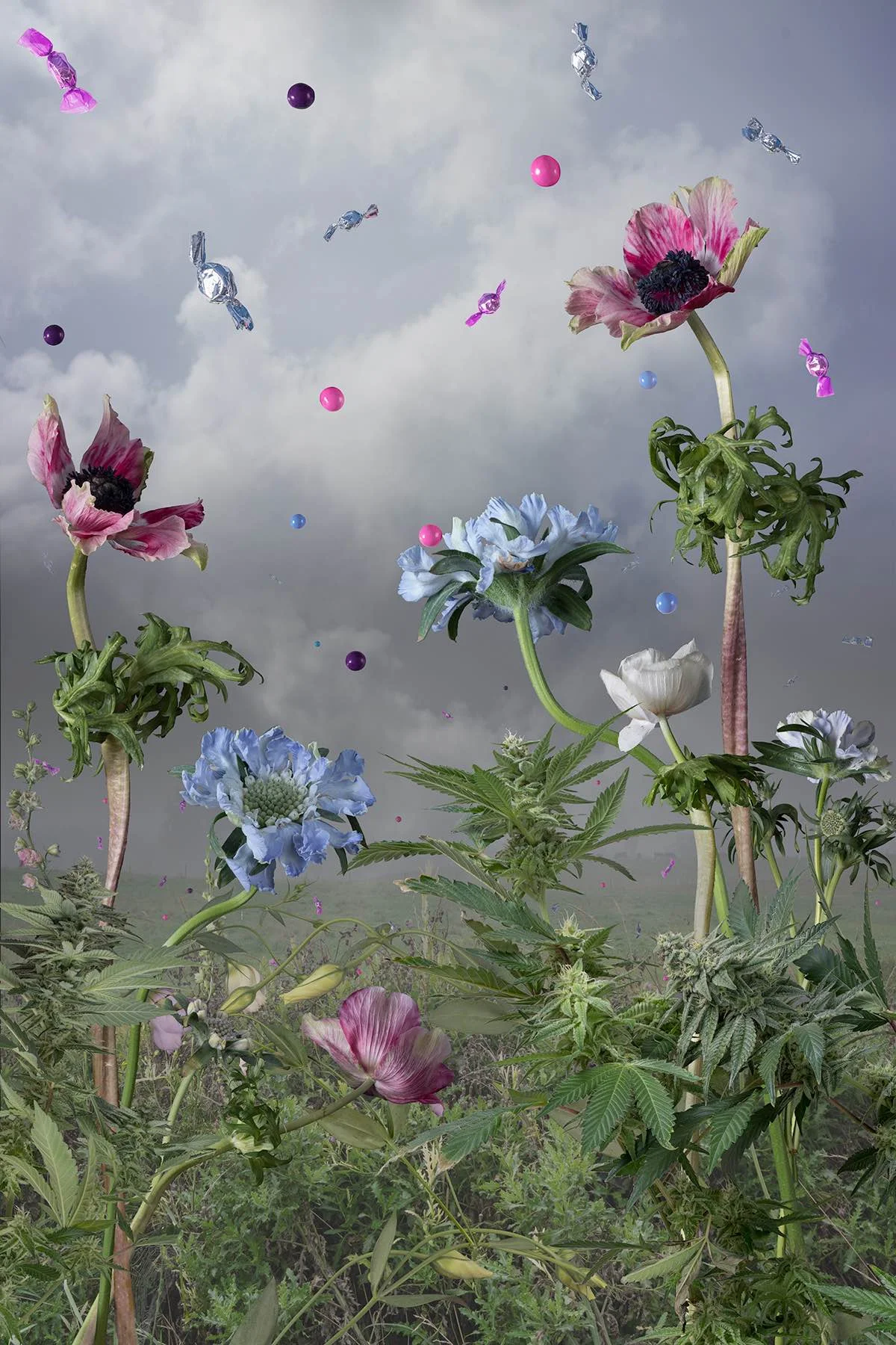 Candied Cultivation , Jason DeMarte