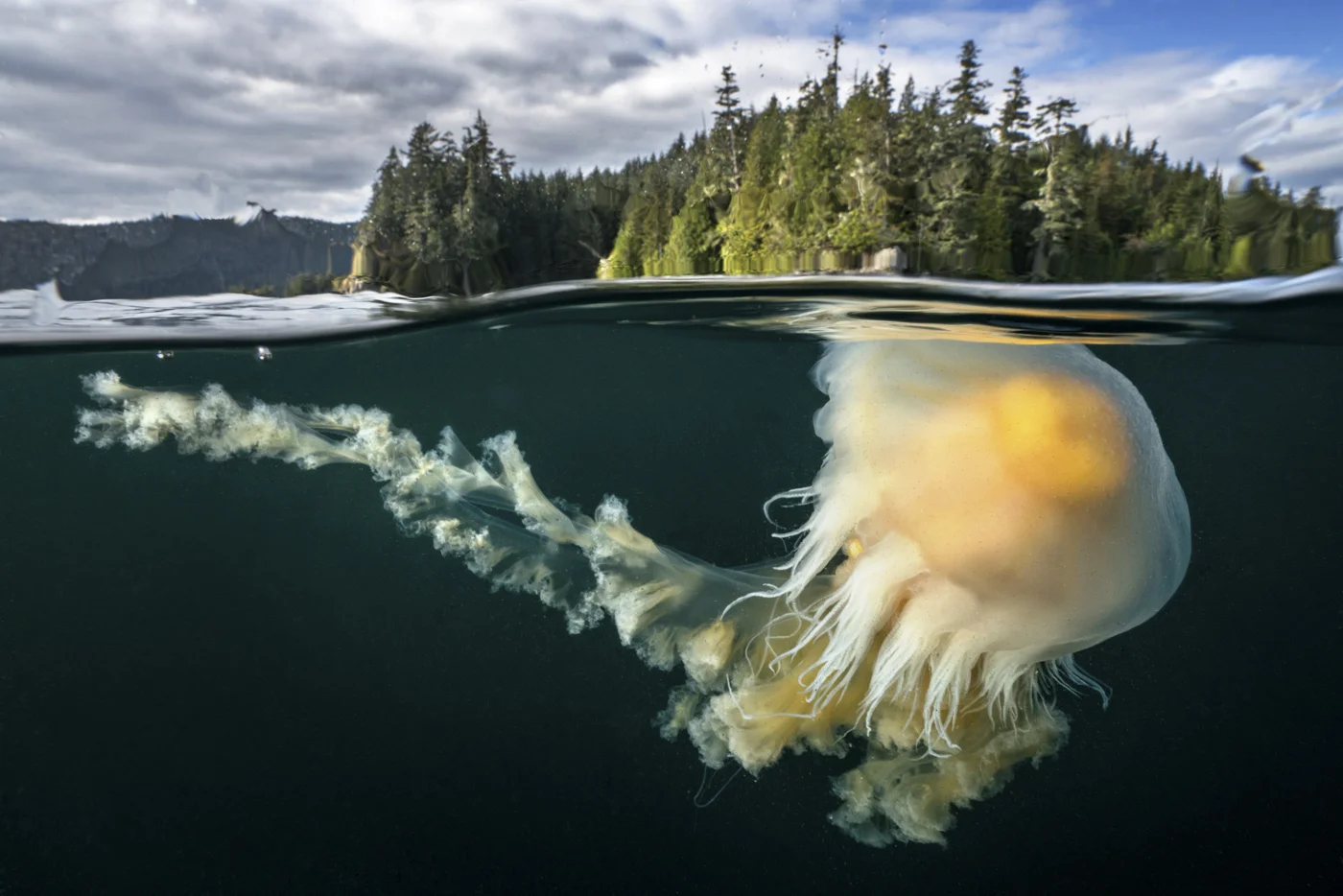 Egg Yolk Jellyfish, Photo by Cristina Mittermeier (Salish Sea, British Columbia, Canada)
