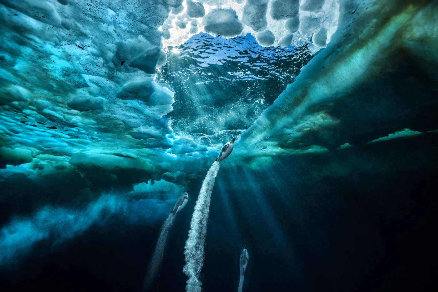 Propulsion, Photo by Paul Nicklen (Ross Sea, Antarctica)