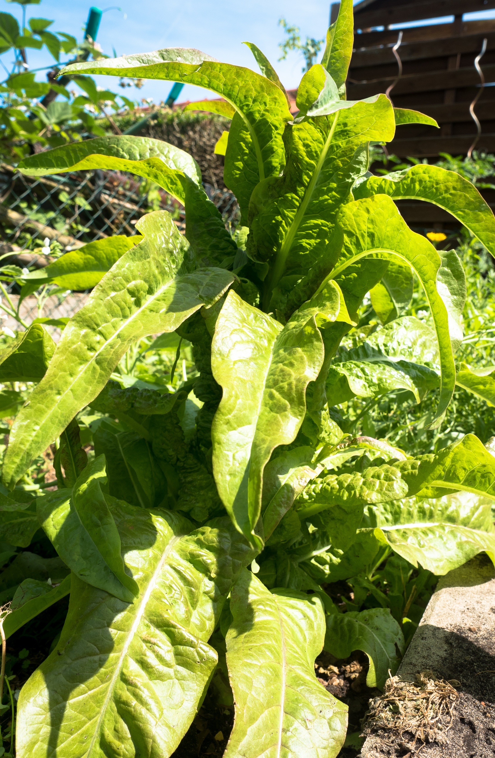 Sortenvielfalt Salat Oleastro