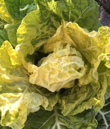 Butterkohl “Goldberg”