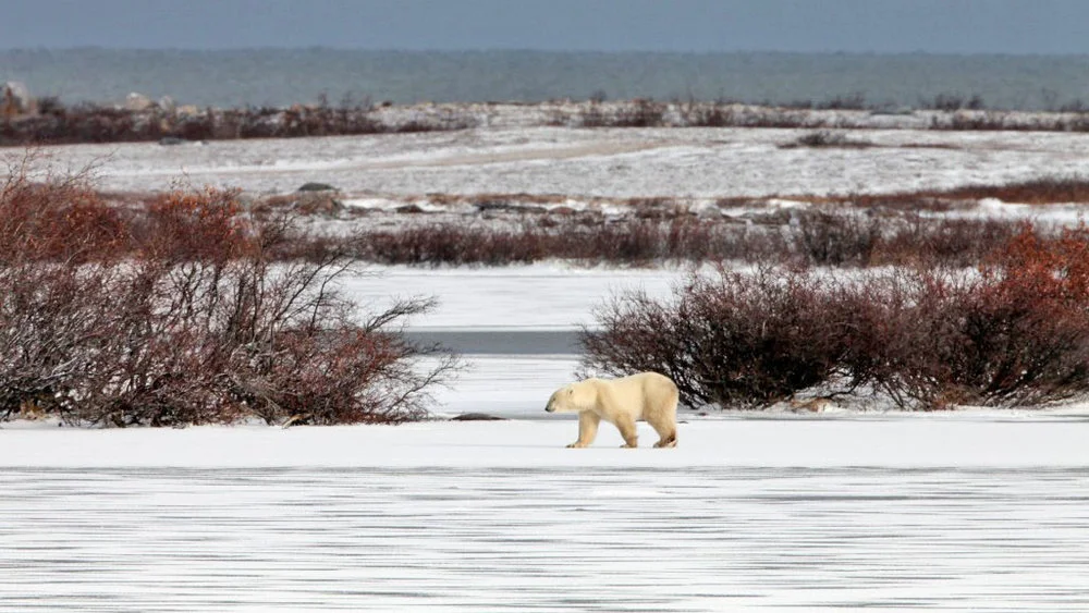 When the Grass is Not 'Greener'